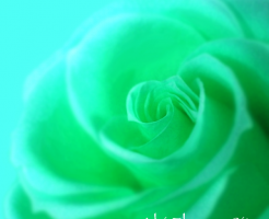 rose_green1