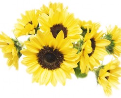 sunflower2